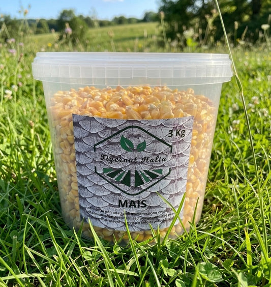 Whole grain corn COOKED